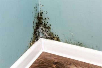 mold-in-the-home 20220428A